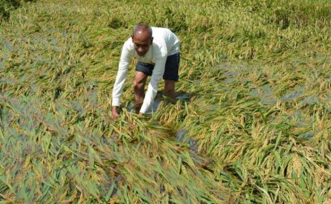 Compensation will be provided if paddy is destroyed. in Odisha