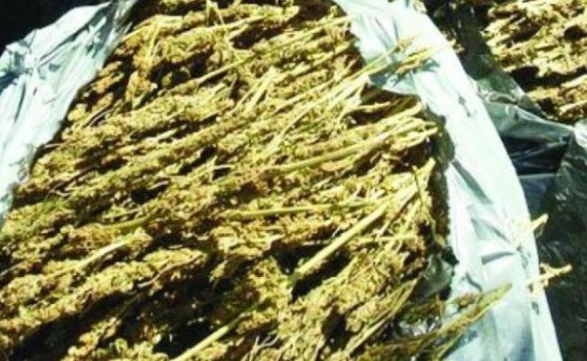 2  arrested in Koraput for smuggling illegal ganja