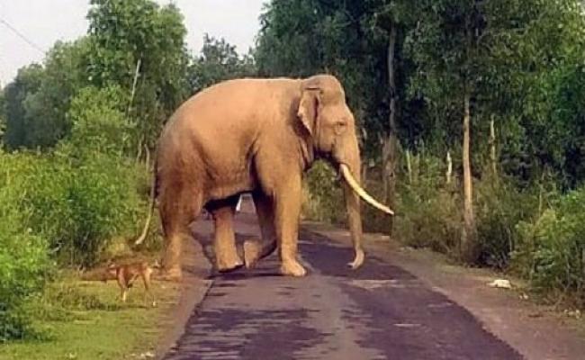 Elephant menace in Sambalpur bamra