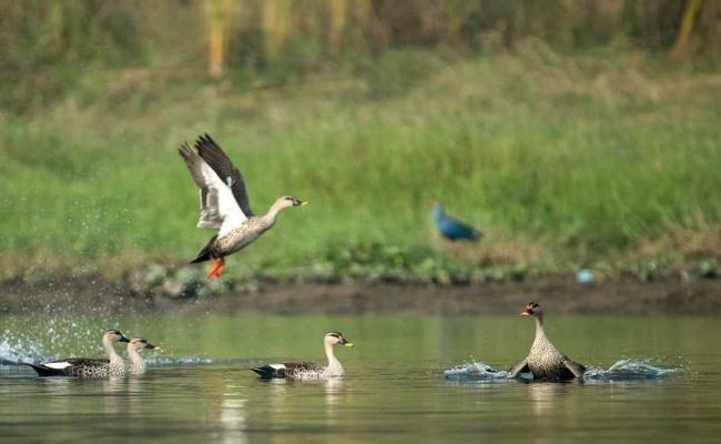 United States Birds flock to hirakud