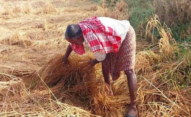 Farmers warned of heavy rain