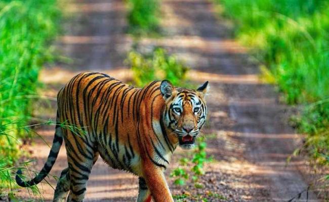 Satkosia Tiger Project: Satkosia's lone tigress missing for years