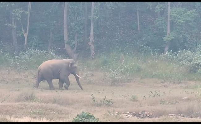 Elephant menace in Sambalpur increasing