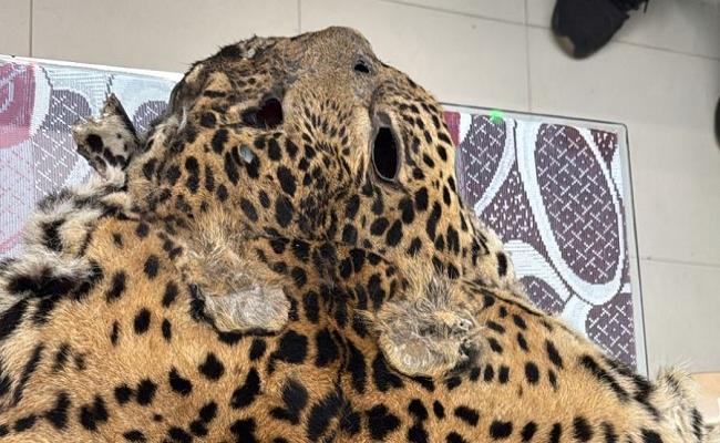 Police and Forest Department team arrested for selling tiger skins: 2 arrested