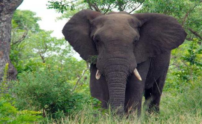 Elephant kills one in Keonjhar Champua