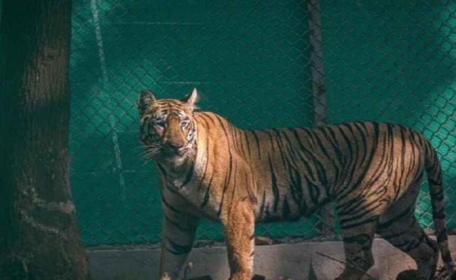 Tiger Jinat returns to Odisha