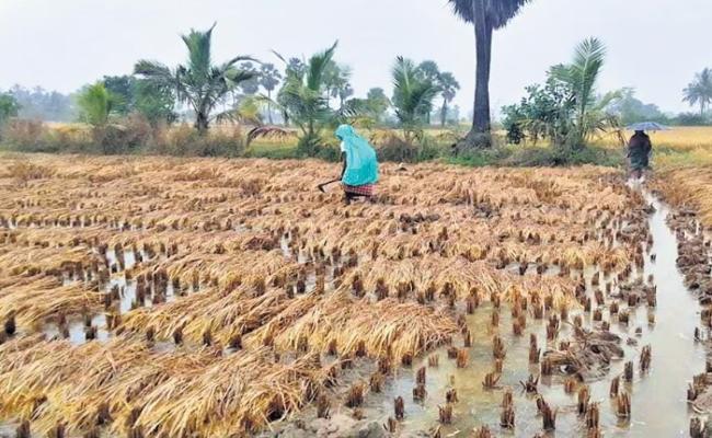 Farmers in 16 districts affected by unseasonal rains, Ganjam has the highest area affected, covering 60,712.61 hectares