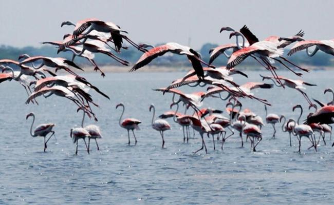 5th National Chilika Bihang Festival begins today