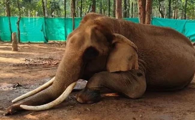 elephant Mahendra from Shimlipal dead