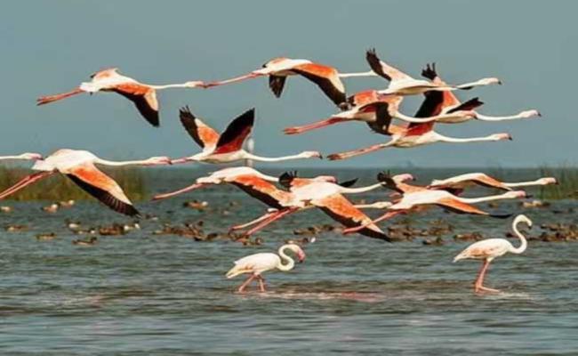 Bird and dolphin counting will be conducted in Chilika from Saturday.