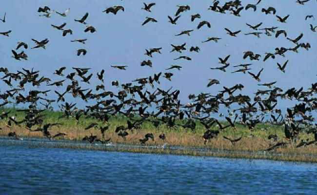 The influx of exotic birds is increasing in the Hirakud reservoir.