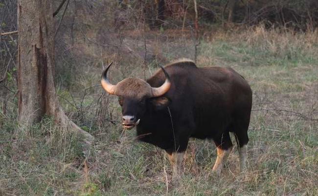 788 bison identified in Debrigarh Wildlife Sanctuary