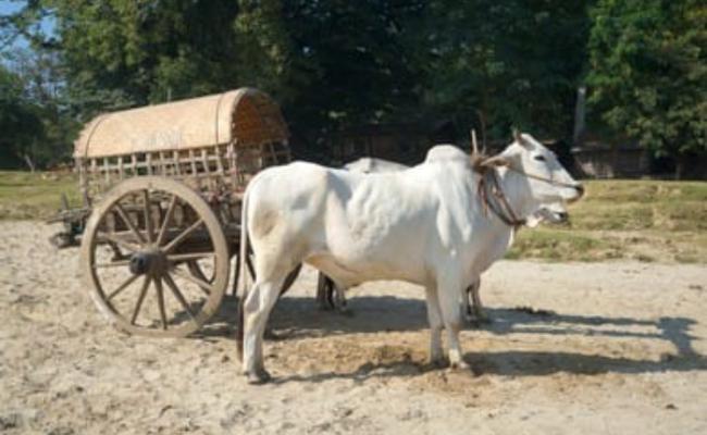 No more bulls or bulls to be seen