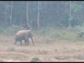 Elephant menace in Sambalpur increasing