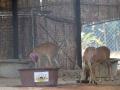 Special arrangements for animals at zoo due to intense heat