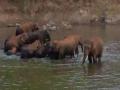 Wild elephants taking summer bath near Jhankarpali Luchkibandh: Locals in panic